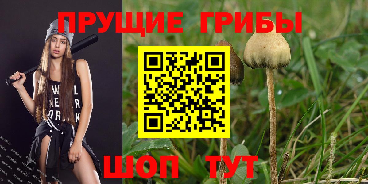 Заводоуковск  Галлюциногенные грибы Psilocybe  Вход с VPN 